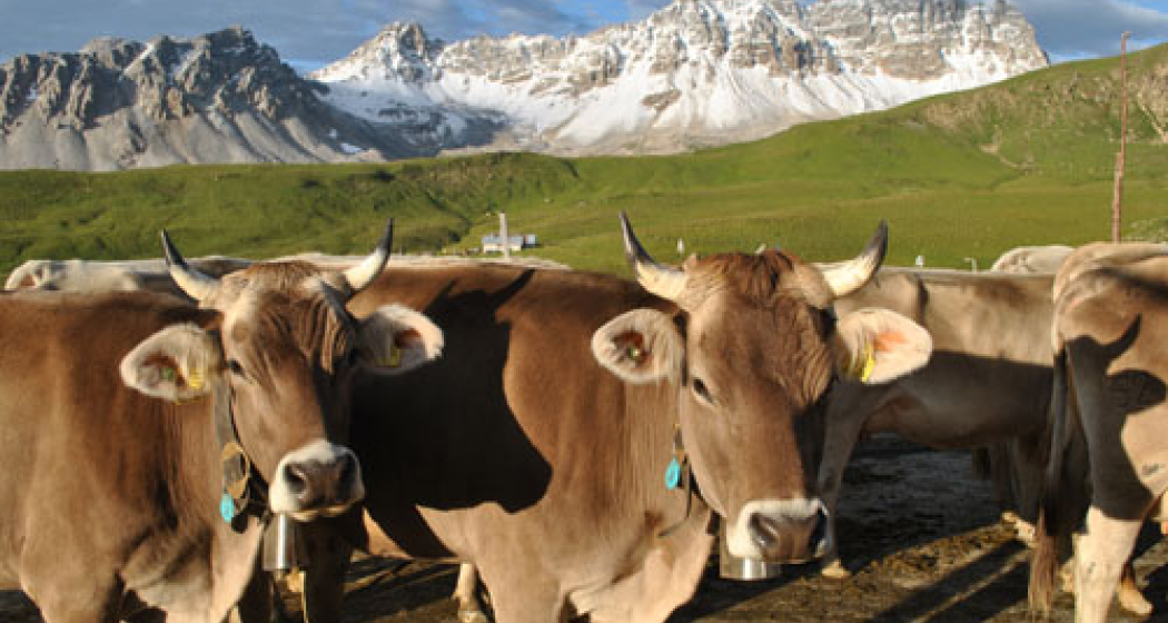 ANNA & ROSA ALPKÄSE (nsp_img_1f686b5) ANNA & ROSA ALPKÄSE (nsp_img_1f686b5)