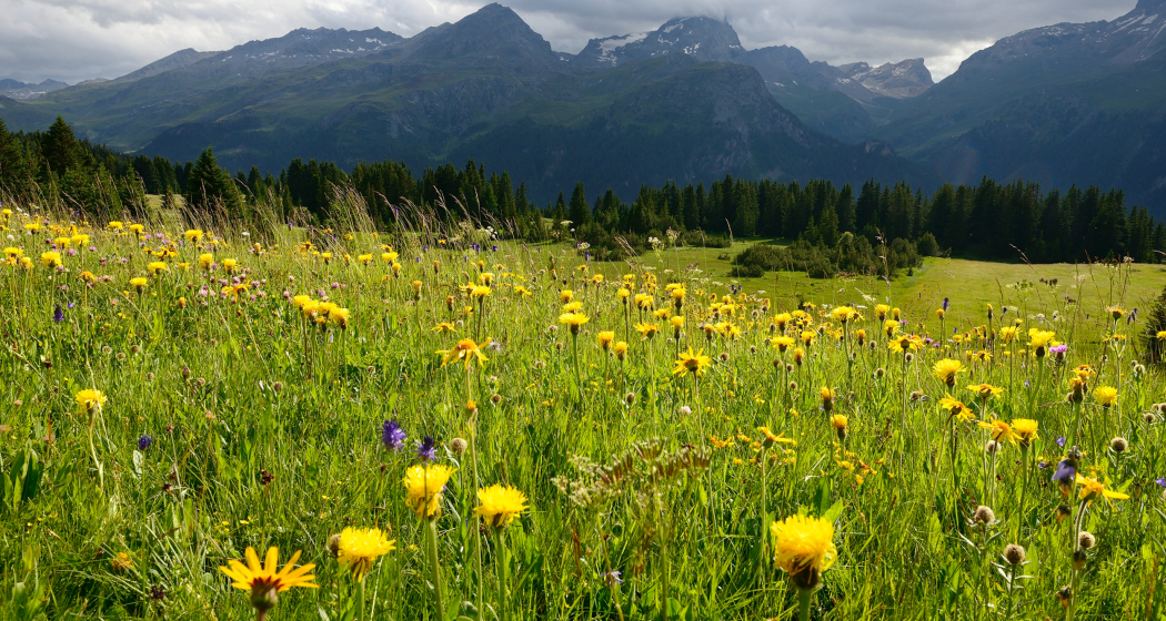 Flower Walks Schatzinsel Alp Flix (nsp_img_7c32ea4) Flower Walks Schatzinsel Alp Flix (nsp_img_7c32ea4)