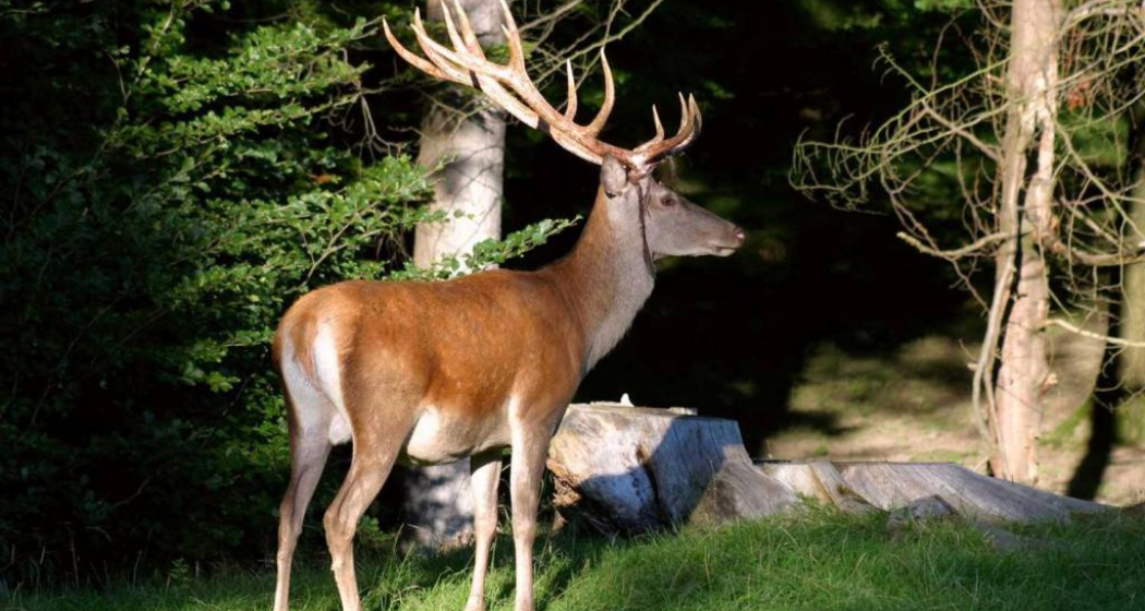 Tierlehrpfad (oua_10810614_image) Tierlehrpfad (oua_10810614_image)