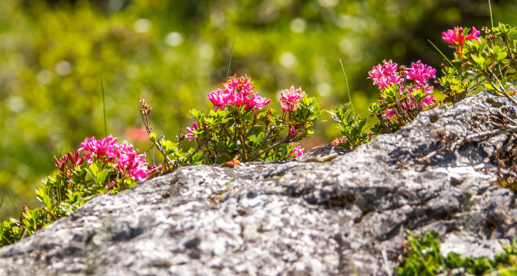 Alpenfloralehrpfad Alpenfloralehrpfad
