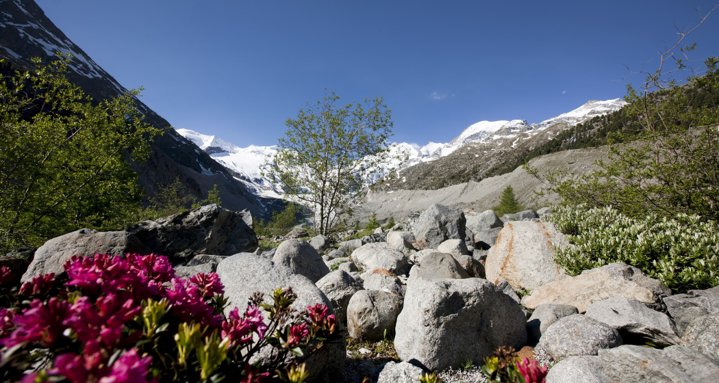 Blumen Morteratschgletscher Blumen Morteratschgletscher