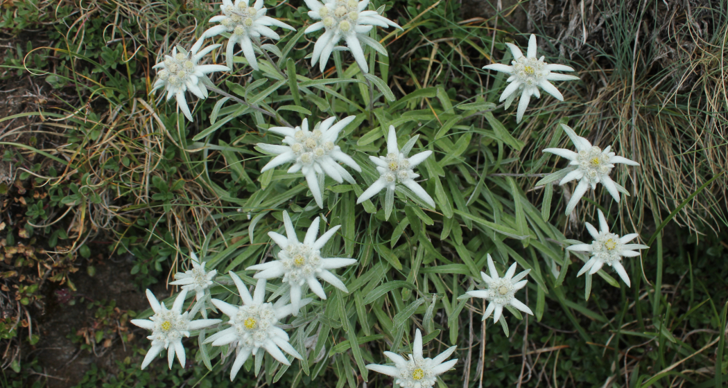 Eddelweiss am Passo di Gana Negra Eddelweiss am Passo di Gana Negra