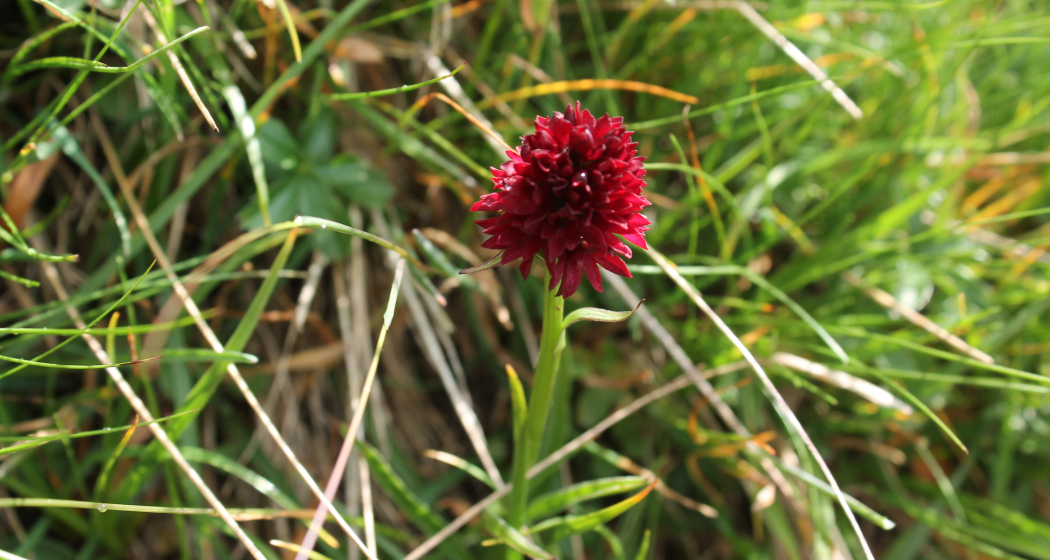 Männertreu Männertreu