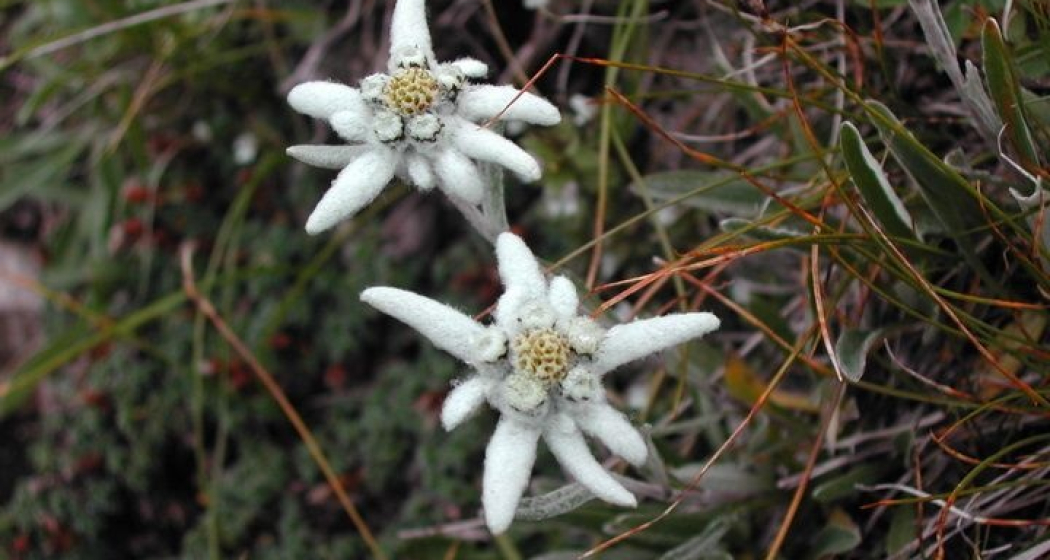 Edelweiss Edelweiss