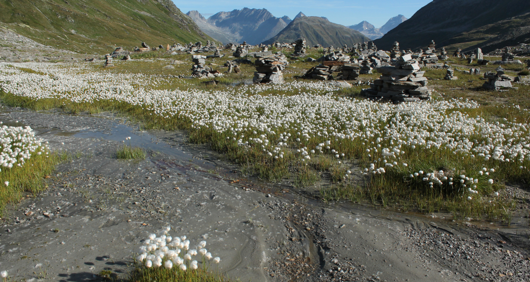 Steinmandli- Kolonie mit Blick nach Norden