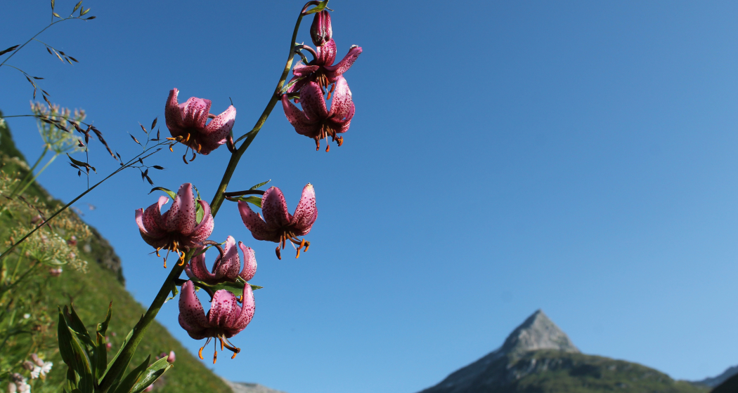 Der Türkenbund blüht