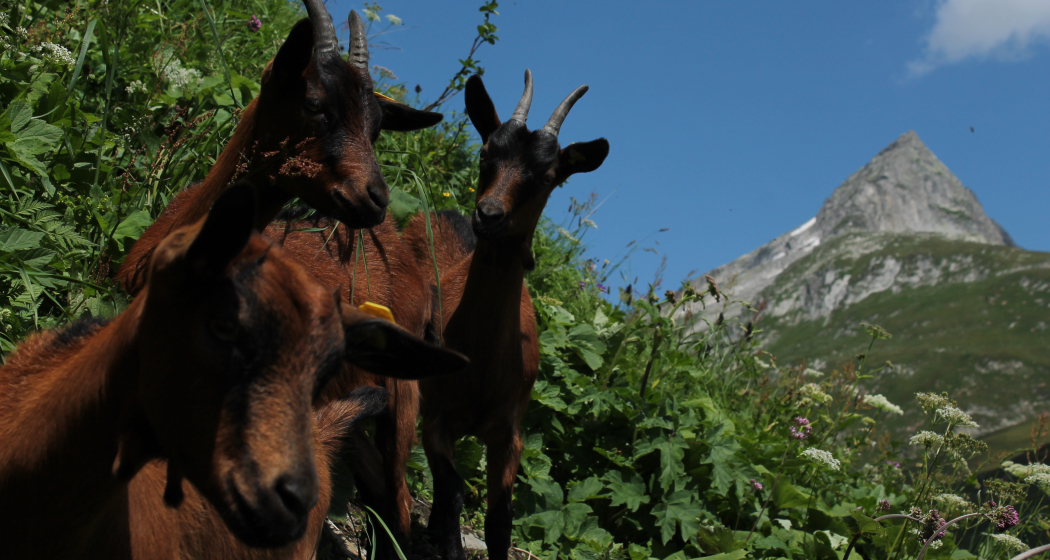 Ziegen beschnuppern uns