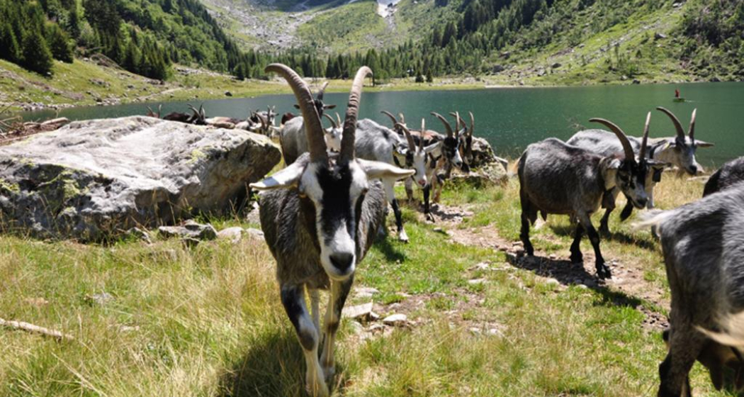 Val Cama (oua_17547598_image) Val Cama (oua_17547598_image)