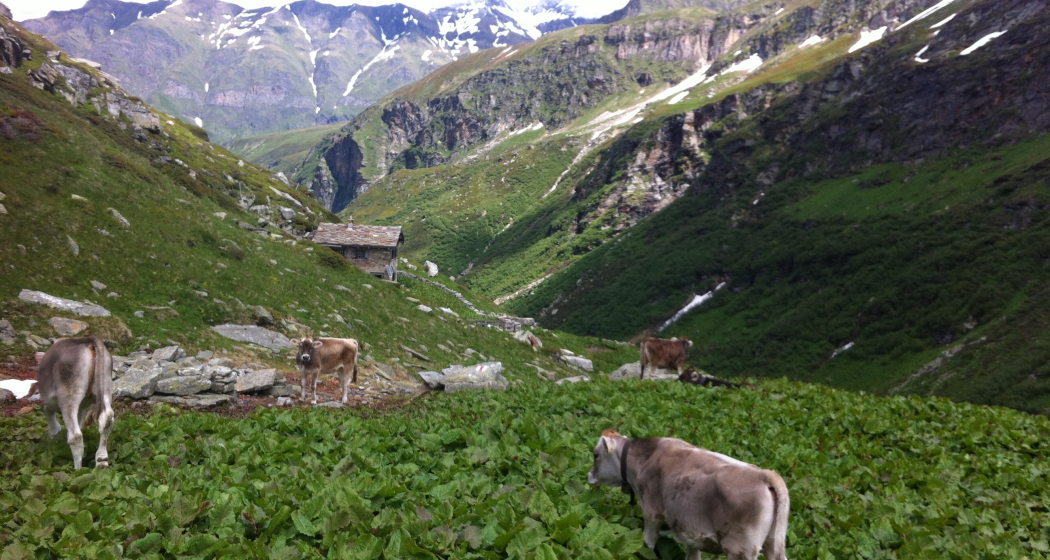 Alp Fanella; Foto: Remo Tönz Alp Fanella; Foto: Remo Tönz
