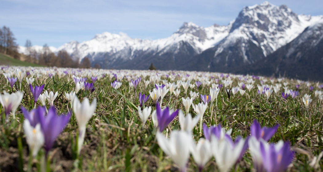 Krokusse bei Ftan Krokusse bei Ftan