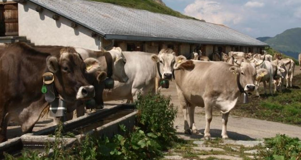 Kühe auf der Leisalp Kühe auf der Leisalp