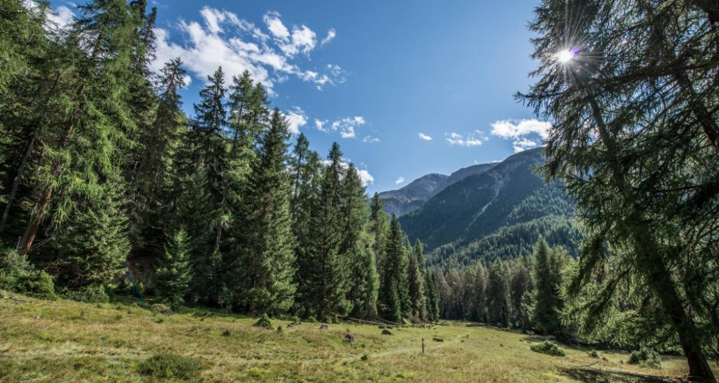 Die Lichtung von Margun Grimmels erinnert an die ehemalige Alp.