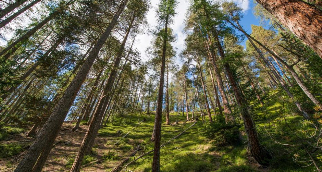 Im Aufstieg von Margun Grimmels zur Ofenpassstrasse durchqueren wir stattliche Lärchen-Waldföhrenbestände.