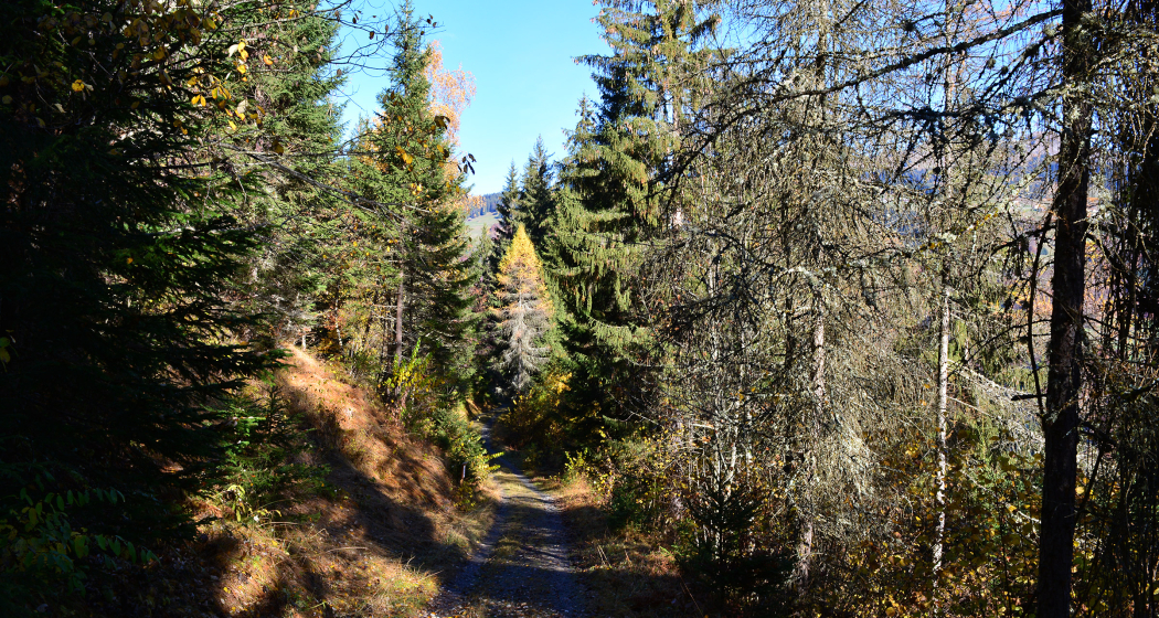 Unterwegs auf dem Spazierweg Unterwegs auf dem Spazierweg