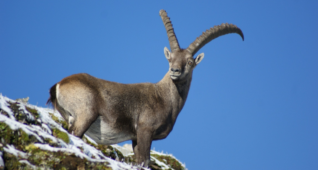 Im Reich des Steinbocks