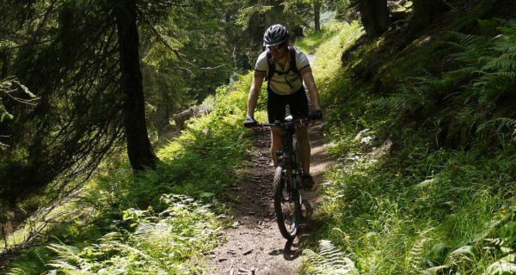 Anspruchsvoller Trail durch den Furschwald Anspruchsvoller Trail durch den Furschwald