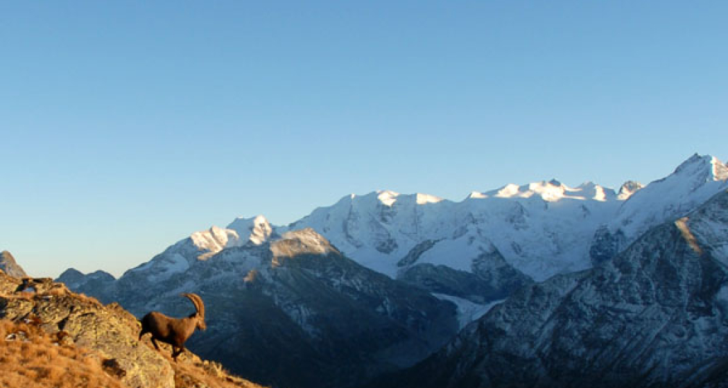 Steinböcke im Albris Gebiet