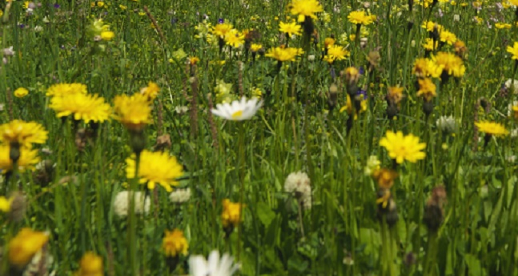 Blumenwiese Blumenwiese