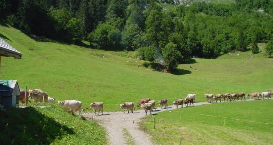 Vieh auf der Alp Vieh auf der Alp