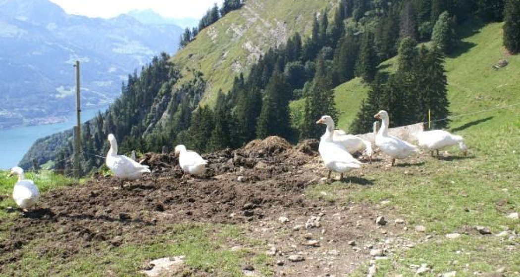 Alp Tschingla, Blick Richtung Sitzsteinweg Alp Tschingla, Blick Richtung Sitzsteinweg