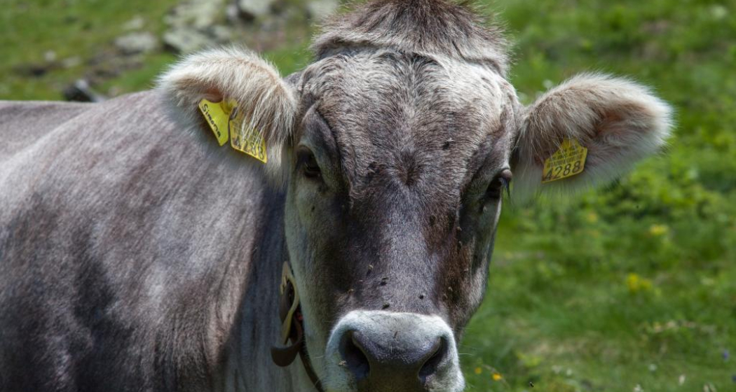 Mucca Mucca