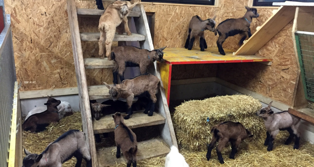 Regionale Produkte Geiss- Pur Pany (oua_25107524_image) Regionale Produkte Geiss- Pur Pany (oua_25107524_image)