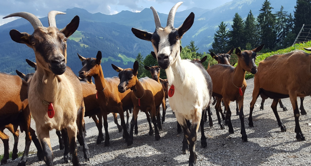 Regionale Produkte Geiss- Pur Pany (oua_25108402_image) Regionale Produkte Geiss- Pur Pany (oua_25108402_image)