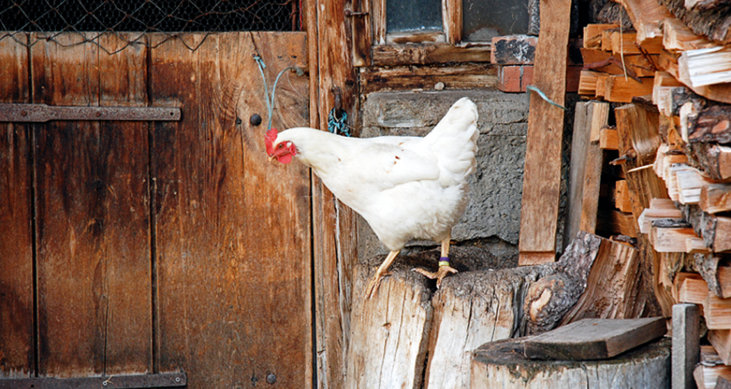 Vorwitziges Huhn in Hinterrhein. Vorwitziges Huhn in Hinterrhein.