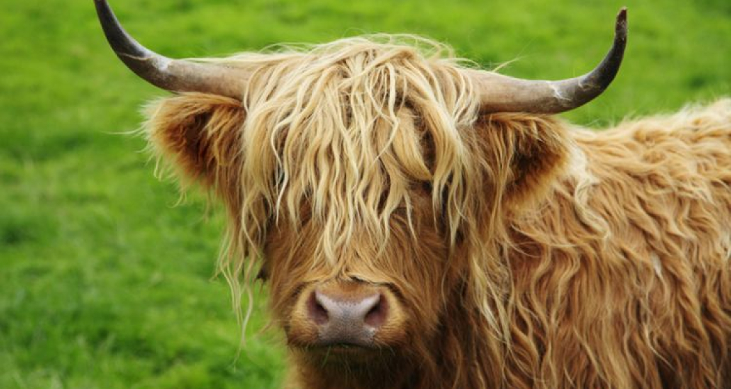 Tadeus Alpenbiohof (oua_26590975_image)