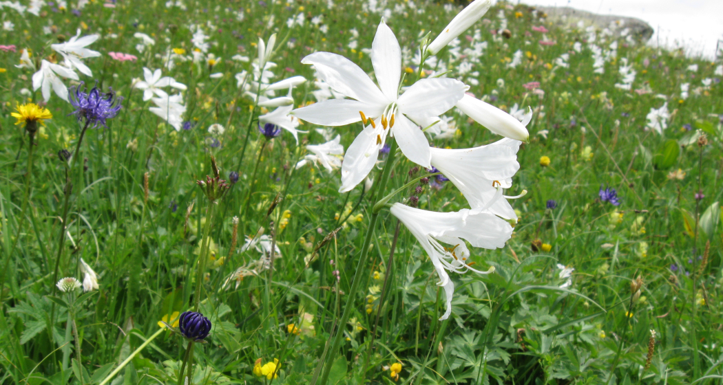 Etappe 7: Paradieslilien