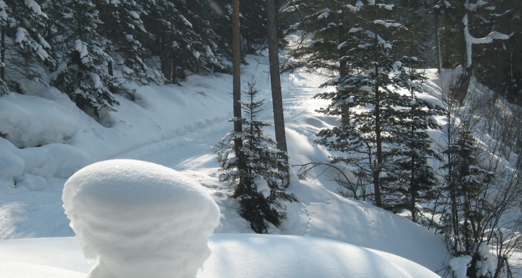 Tiefverschneite Wälder warten auf Langlauffans Tiefverschneite Wälder warten auf Langlauffans