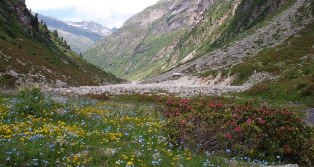 Canalalp Canalalp