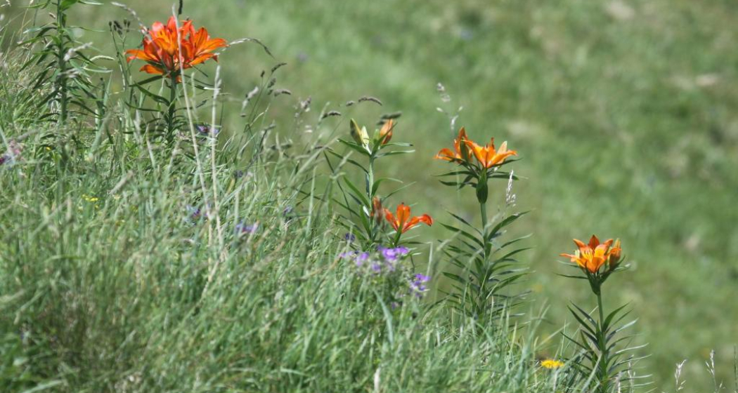 Orangerote Feuerlilie