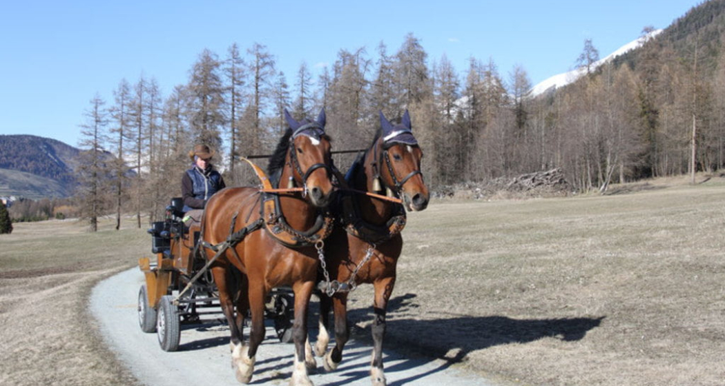 Fahr- und Reitbetrieb Zuoz (oua_30377134_image) Fahr- und Reitbetrieb Zuoz (oua_30377134_image)
