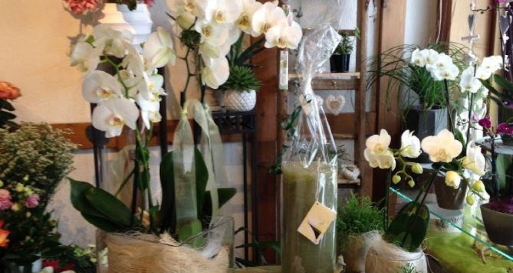 Orchidee Orchidee