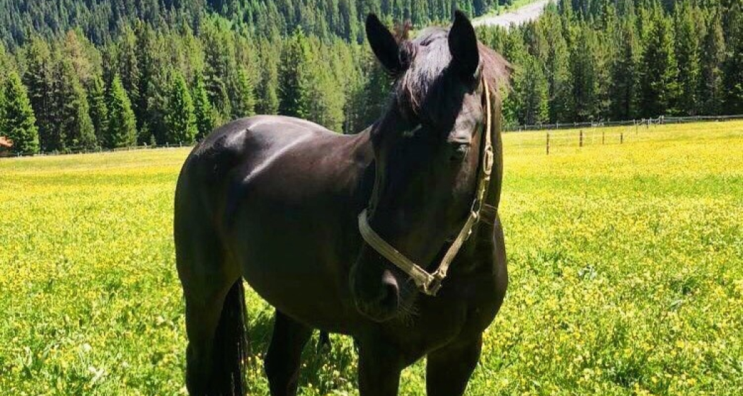 Pferdeweide Isel Pferdeweide Isel