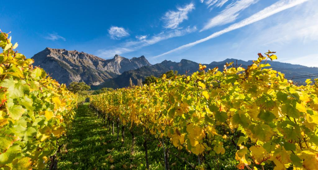 Rebberge Bündner Herrschaft