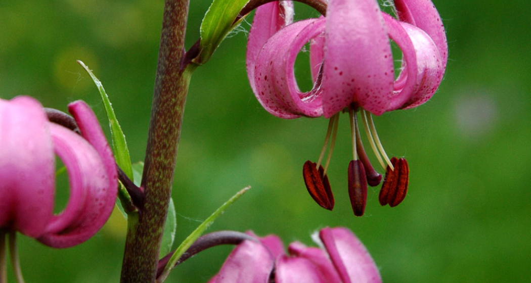Türkenbund - Liliengewächs - Lilium martagon Türkenbund - Liliengewächs - Lilium martagon