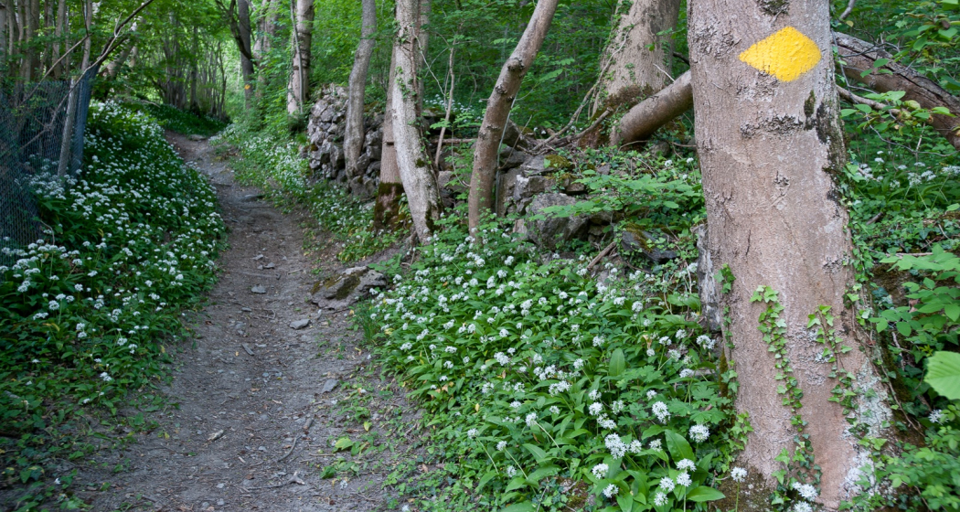 Entlang dem Fluppibach Entlang dem Fluppibach