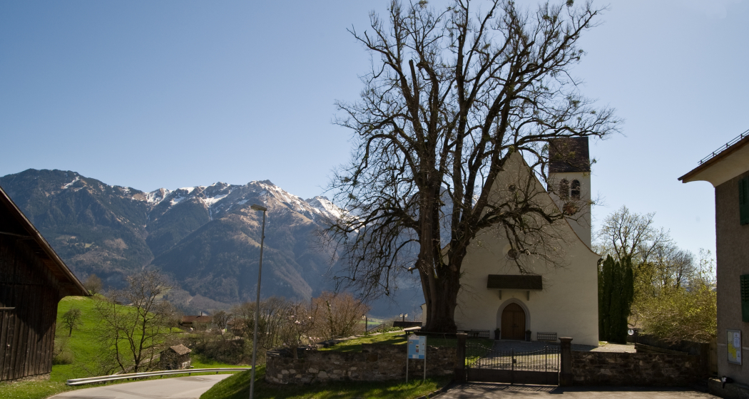 Pestlinde vor der Kirche Pestlinde vor der Kirche