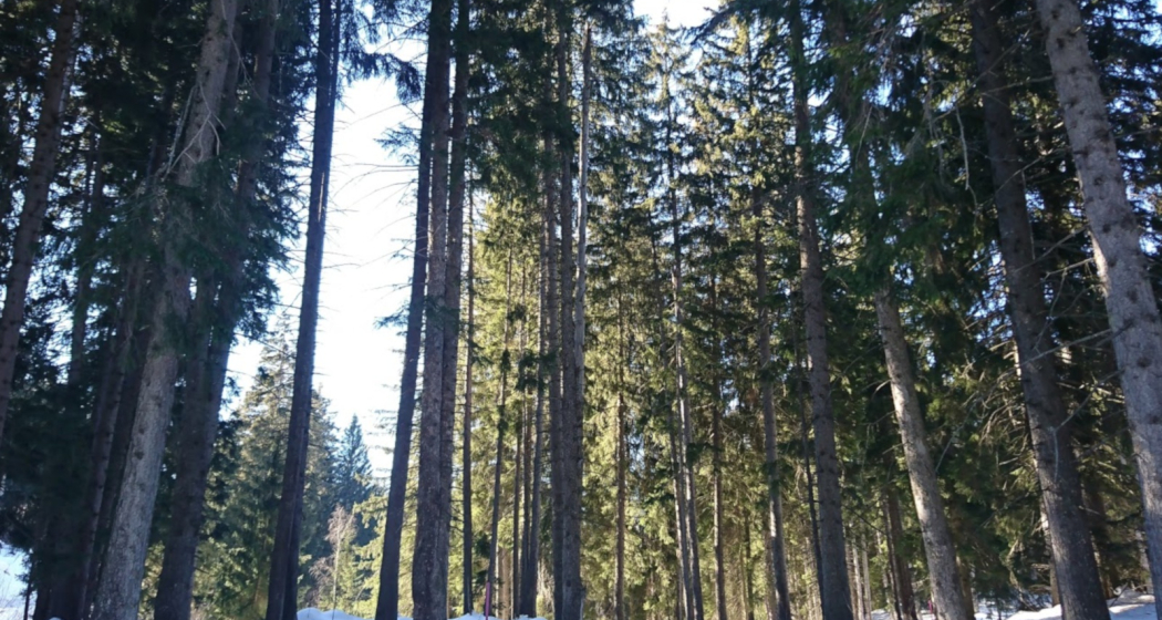 Wald Wald