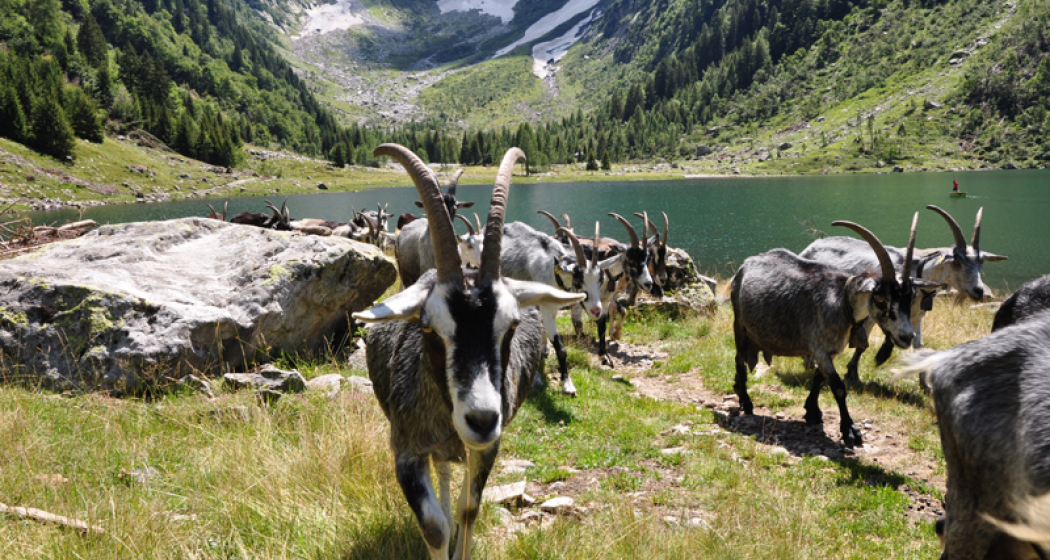 Val Cama - Ogreda, Provesc, Val Cama (oua_37904585_image) Val Cama - Ogreda, Provesc, Val Cama (oua_37904585_image)