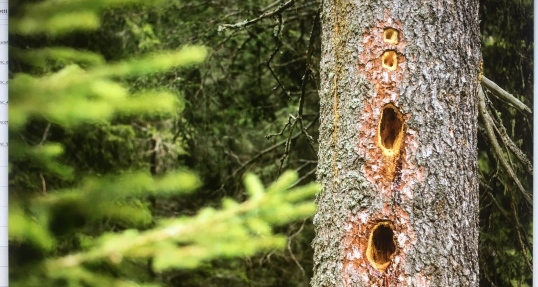 Golena Andrana (oua_37942584_image)