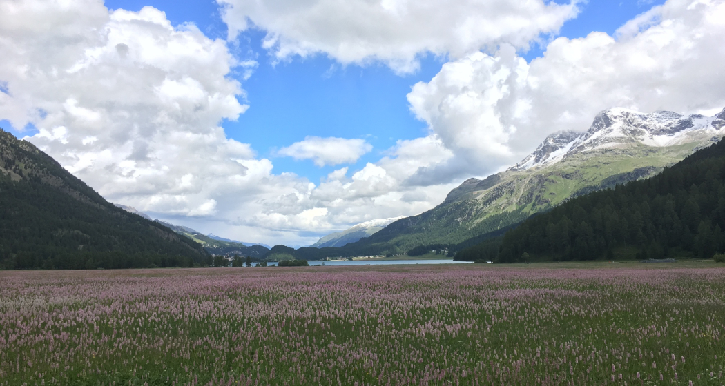 Bergfrühling am Silvaplanersee Bergfrühling am Silvaplanersee