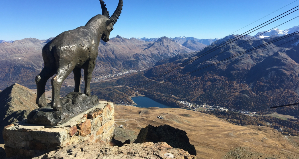 Steinbock auf dem Piz Nair Steinbock auf dem Piz Nair