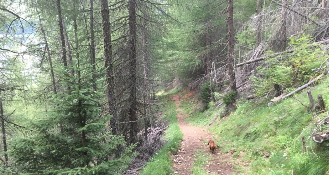 durch den Wald durch den Wald