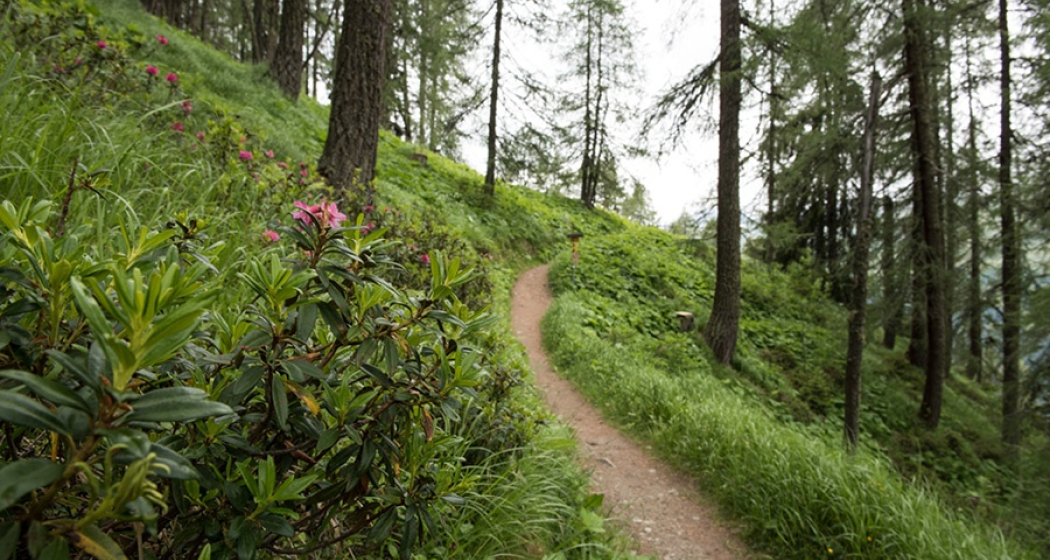 Helsana-Trail-Davos (Strecke gelb) (oua_40114429_image) Helsana-Trail-Davos (Strecke gelb) (oua_40114429_image)