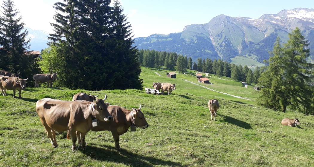 Biohof Pajüel Tschiertschen