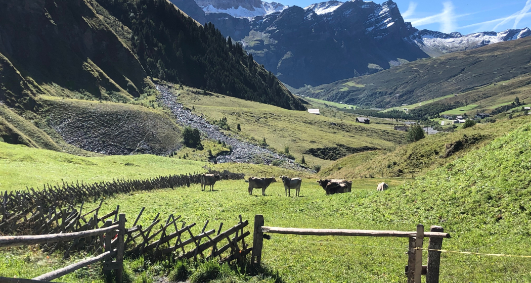 Blick vom Start in Safien Thalkirch in Richtung Wisshorn Blick vom Start in Safien Thalkirch in Richtung Wisshorn