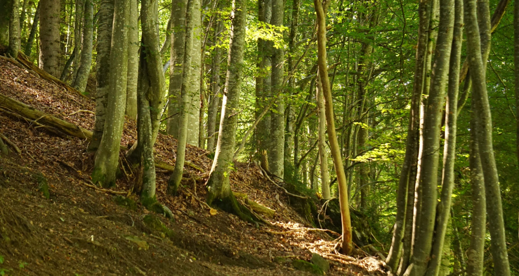 Wald beim Aufstieg auf den Sunniberg Wald beim Aufstieg auf den Sunniberg